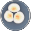 Aspergillus affinis growing on CYA plate