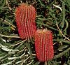 Banksia brownii inflorescences and leaves.