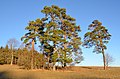 Waldkiefern am Westhang des Bols