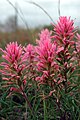 Castilleja sessiliflora