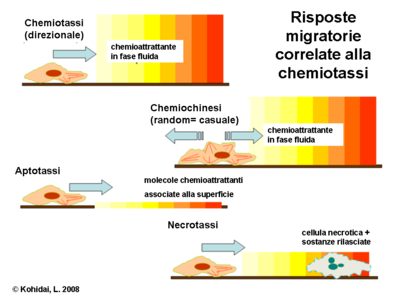 Risposte migratorie correlate alla chemiotassi