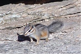 29. Mai 2016 Felsenstreifenhörnchen Benutzer:Nordelch