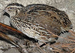 Fürj (Coturnix coturnix)