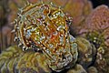 Hooded cuttlefish (Sepia prashadi)