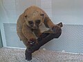 Pottó (Perodicticus potto)