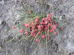 Közönséges csikófark (Ephedra distachya)