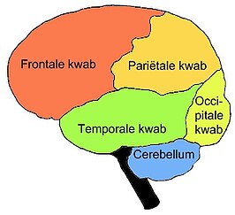 Indeling van de hersenschors in vier hersenkwabben: de frontale, pariëtale, occipitale en temporale kwab. Het cerebellum, ook bekend als kleine hersenen, is aangegeven in blauw.