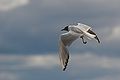 Quality image Ringed gull