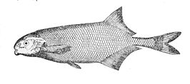 Marcusenius ussheri