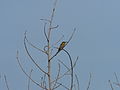 Zwergspint Little Bee-eater