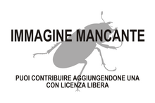 Immagine di Longitarsus hexrivierbergensis mancante