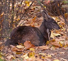 Pihenő példány a berlini állatkertben