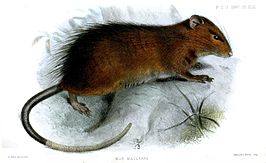 Rattus macleari