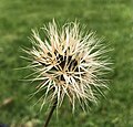 Seed clock