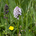 Brandknabenkraut albaform ?? oder Hybride Neotinea × dietrichiana ?? ''Neotinea (Orchis) tridentata × Neotinea (Orchis) ustulata)