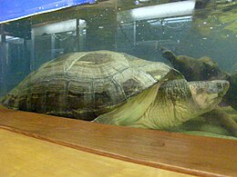 In captivity, underwater