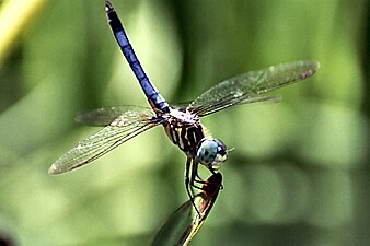 Blue dasher: a raised abdomen may be either a response to heat or a threat display