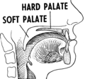 Palate 2 (PSF).png