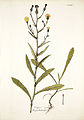 Picris rhagadioloides