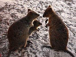 Quokka's