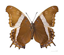 Museum specimen ♂ △ - Ventral side