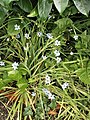 Sisyrinchium angustifolium