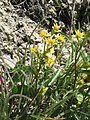 Solidago virgaurea subsp. alpestris