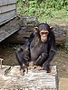 WikiProject Chimpanzee Wikipedians
