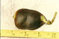 Frucht von Tylosema esculenta