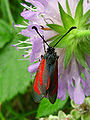 Zygaena purpuralis