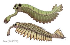 The opabiniids Opabinia (top) and Utaurora (bottom), were close relatives of the radiodonts