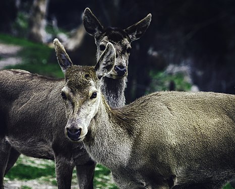 Two deers in Parnitha. Photograph: Stathis floros