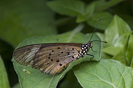 Telchinia encedon