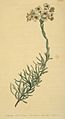 African rosemary