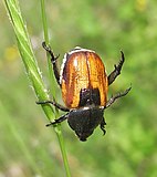 Osztrák szipoly (Anisoplia austriaca)