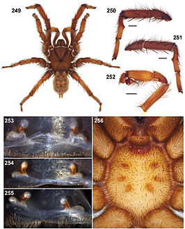 Aptostichus mikeradtkei