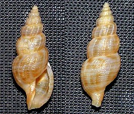 Asperdaphne elegantissima