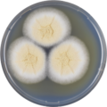 Aspergillus persii growing on CYA plate