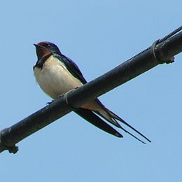 Füsti fecske (Hirundo rustica)