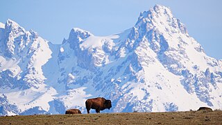Bison vor dem Grand Teton