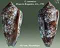 Conus canonicus Hwass in Bruguière, J.G., 1792