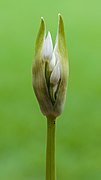 Allium ursinum ramsons. The small flower buds are entwined in the cracked flower bud.
