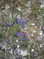 Echium plantagineum