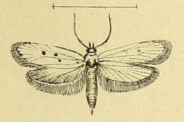 Ethmia quadrinotella