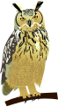 Eurasian Eagle Owl