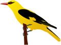 Eurasian Golden Oriole