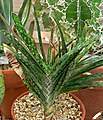 Gasteria bicolor var. bicolor