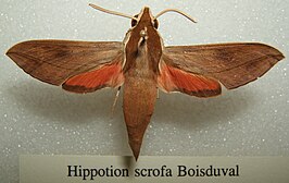 Hippotion scrofa