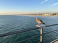 Juvenile seagull serenely waiting for discarded human food, Huntington Beach Pier, California, Dec 2023