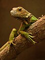 Dalda duran iguana